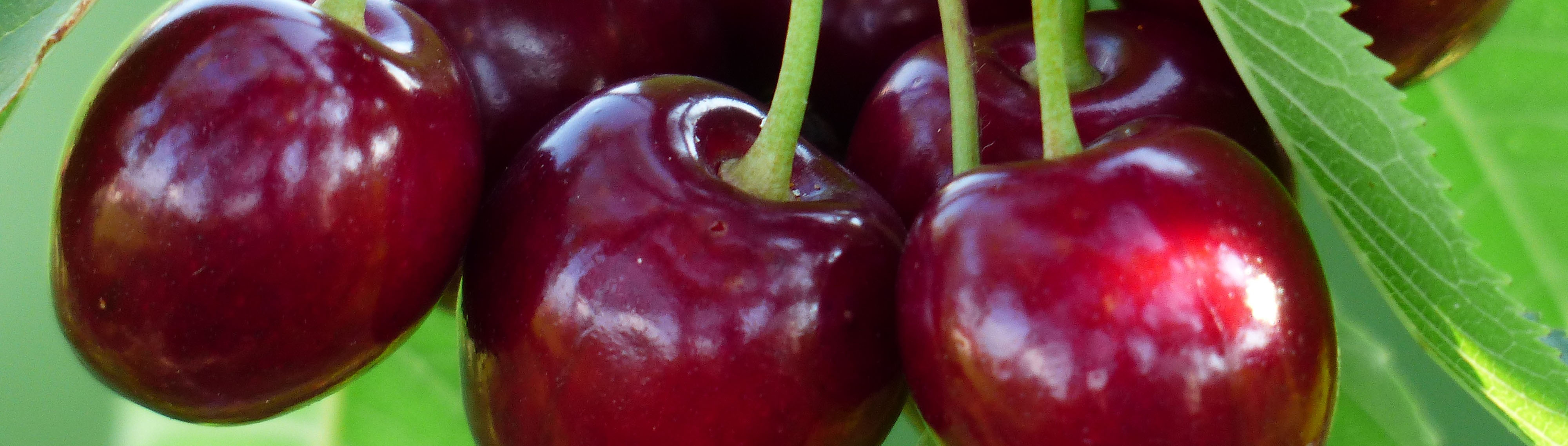 Cherries