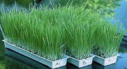 sprouter-easygreen-wheatgrass.jpg