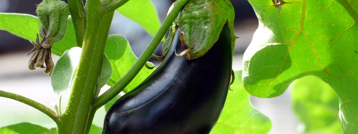 Aubergine Image